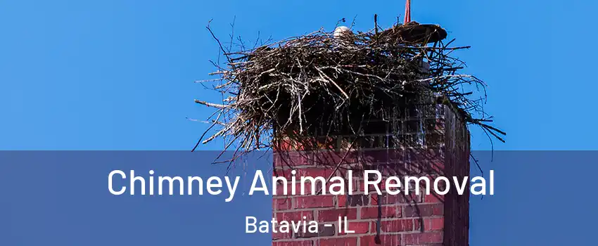  Chimney Animal Removal Batavia - IL