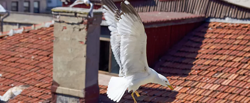 Residential Chimney Animal Removal Solution in Batavia, IL